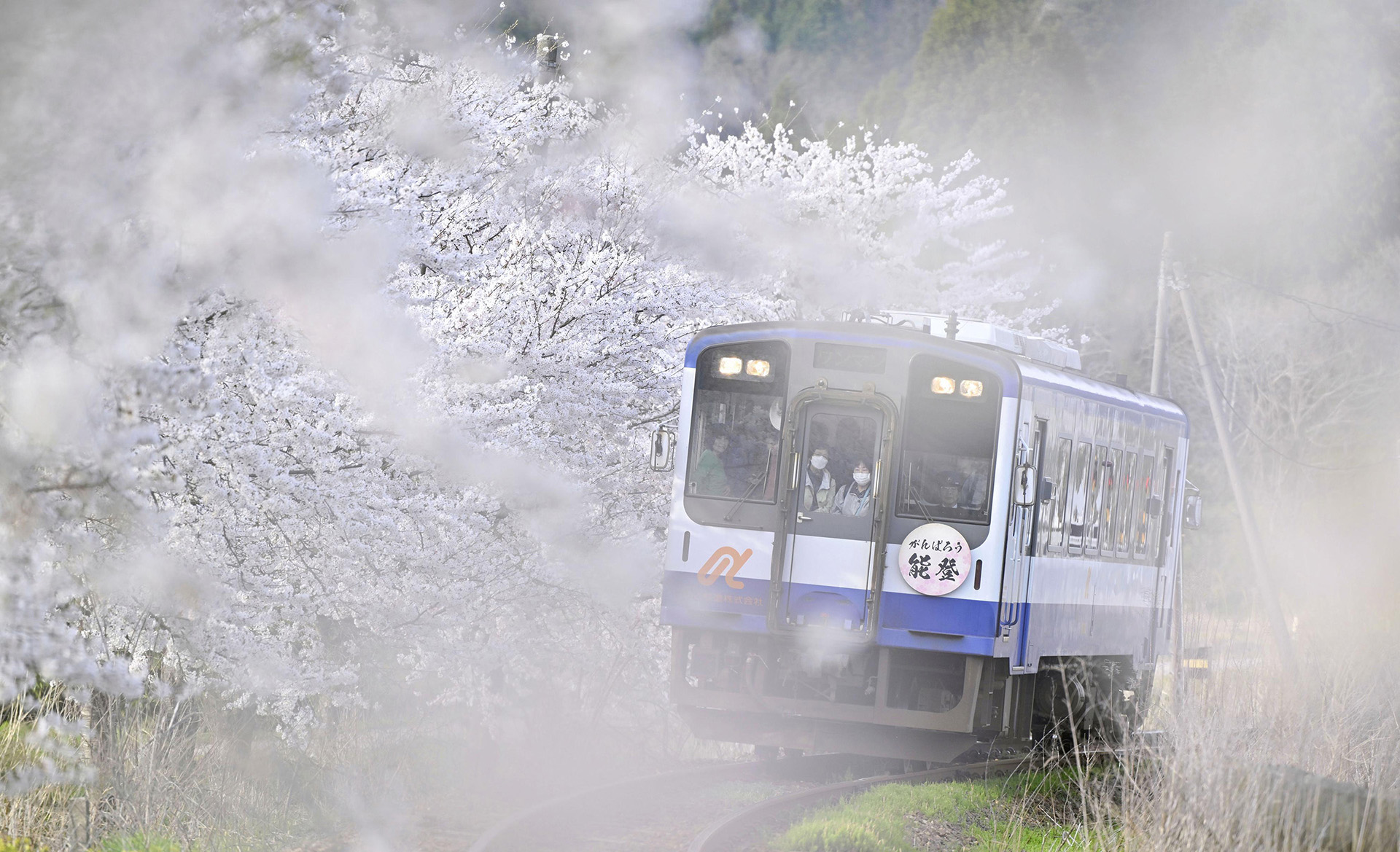 淡いピンク色に染まる桜並木を進む「のと鉄道」の車両