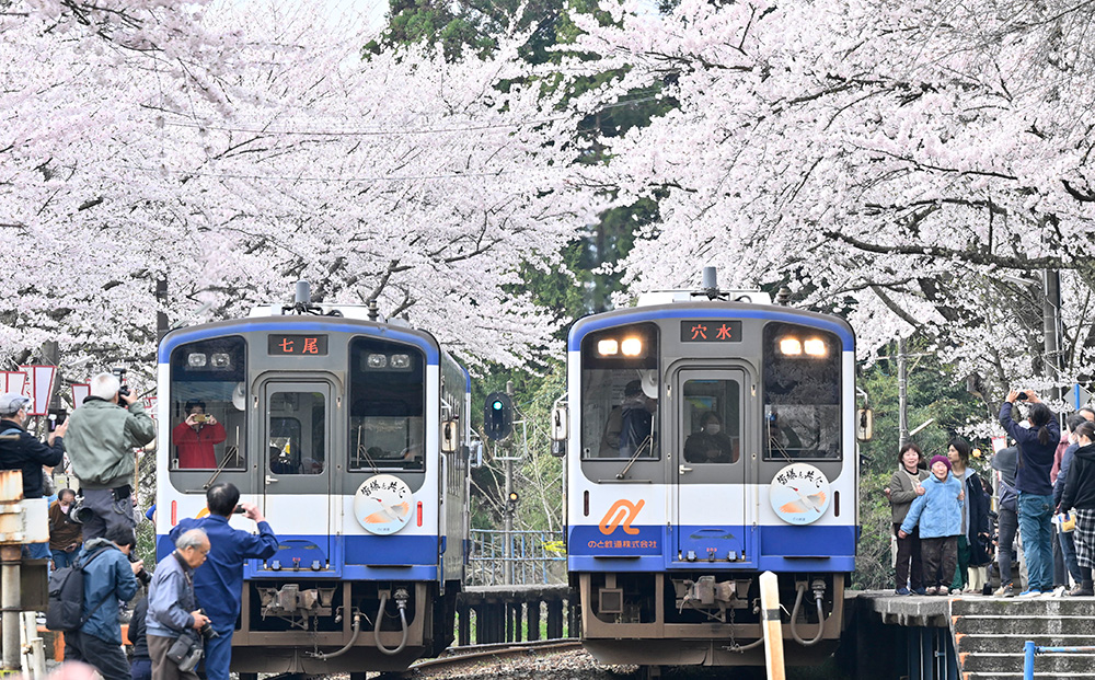 満開の桜の駅に停車する「のと鉄道」上下線