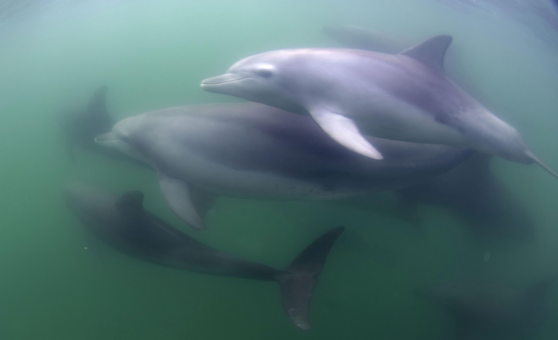 能登島の青い海を泳ぐ野生のミナミバンドウイルカ