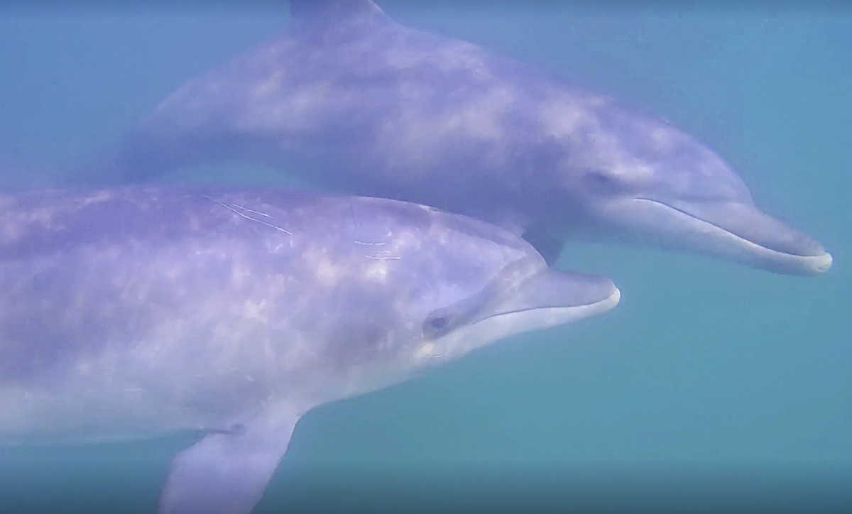 海を泳ぐ野生のミナミバンドウイルカ
