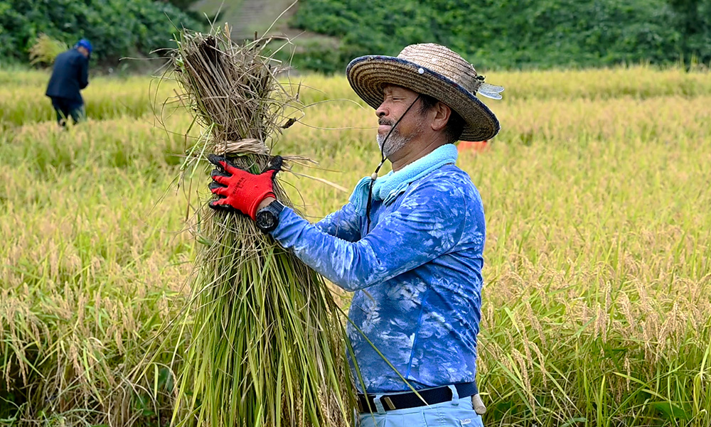 稲刈りをする白尾友一さん