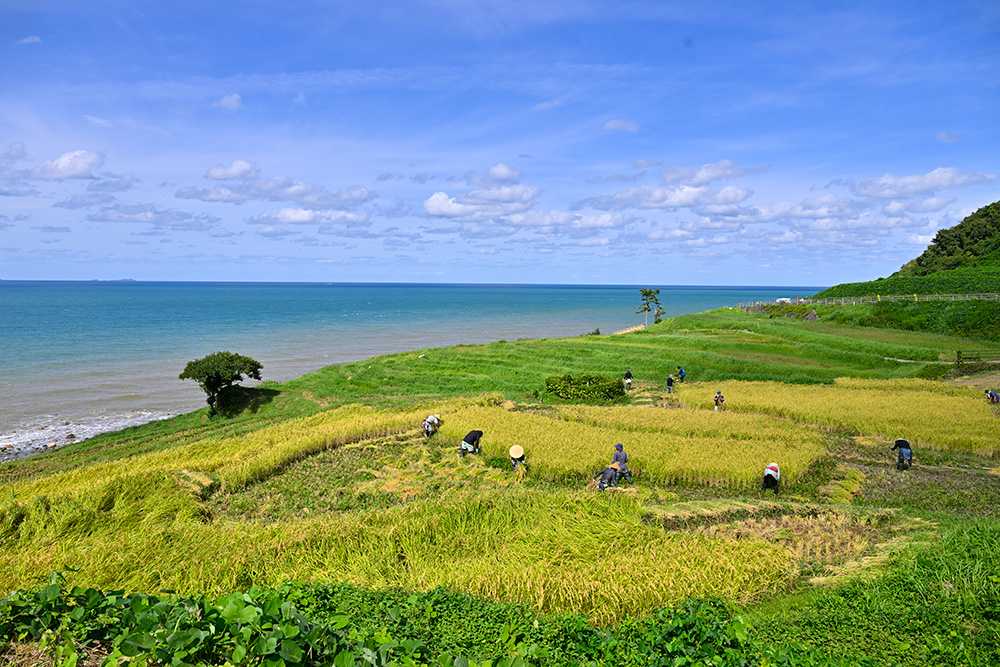 「白米千枚田」と青い空