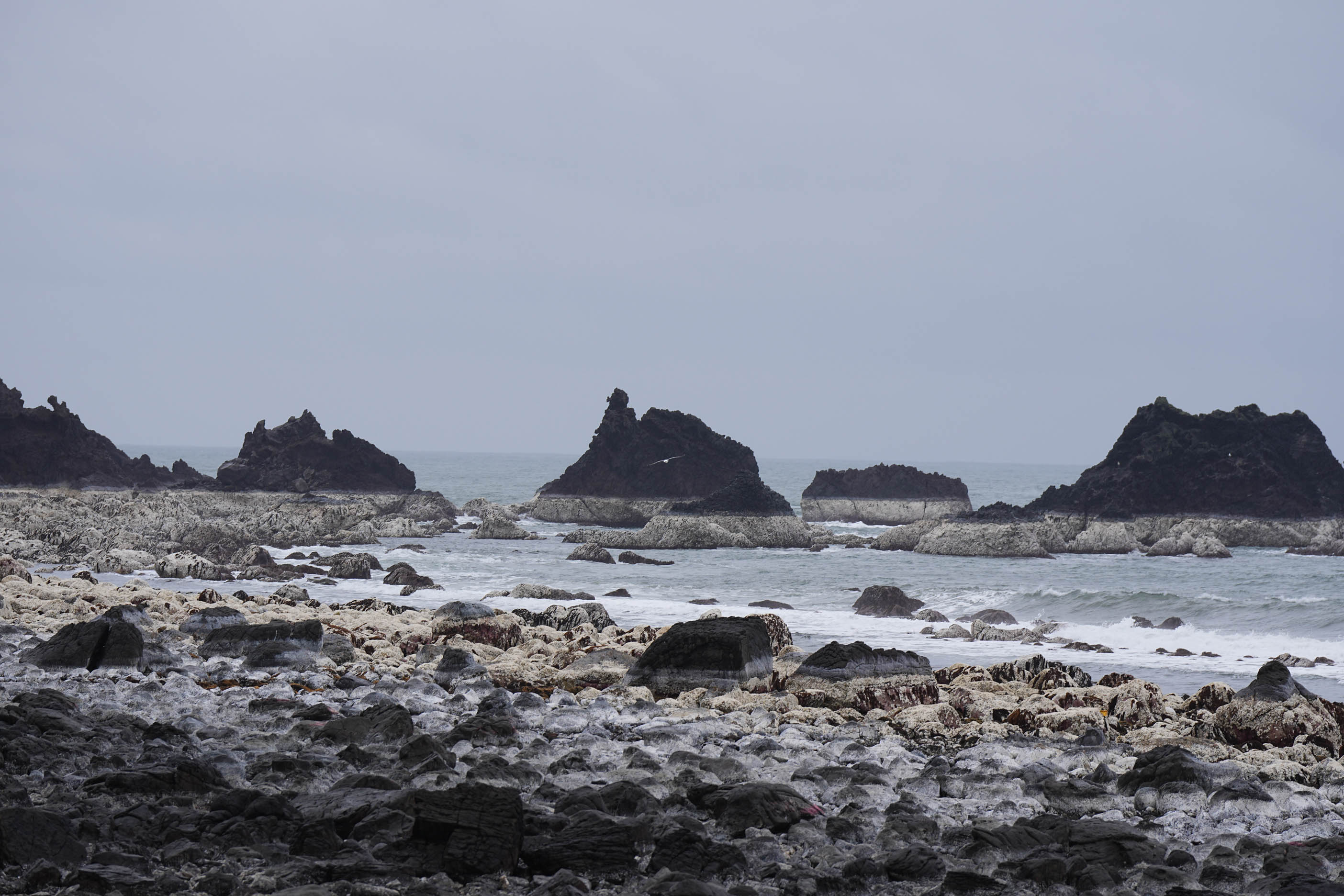石川県珠洲市の隆起した海岸線。住民によると、岩礁の白い部分が隆起によって現れた箇所だという=1月18日